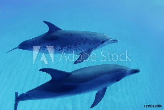 Picture of Two dolphins swimming in blue water